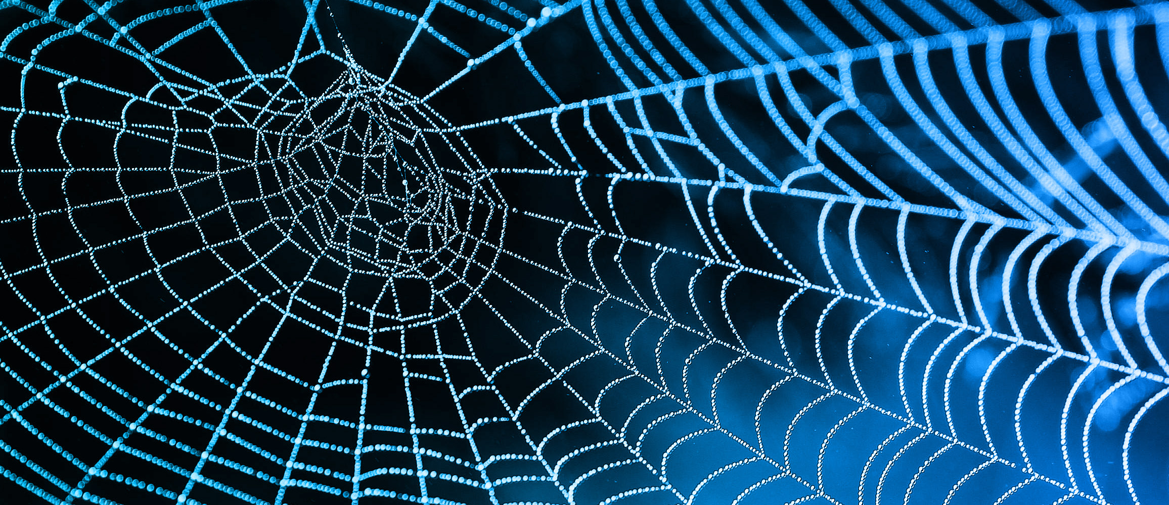 a frosted spiders web